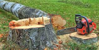 Best Root Management and Removal  in Pion Hills, CA