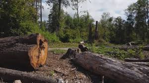 Best Hazardous Tree Removal  in Pion Hills, CA