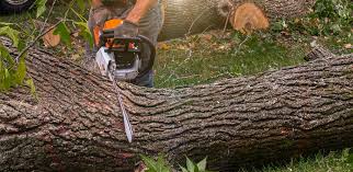 Best Palm Tree Trimming  in Pion Hills, CA
