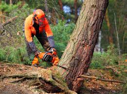 Best Lawn Maintenance Plans  in Pion Hills, CA