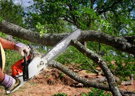 Best Tree Health Inspection  in Pion Hills, CA