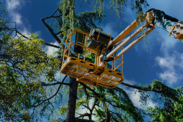 How Our Tree Care Process Works  in  Pion Hills, CA