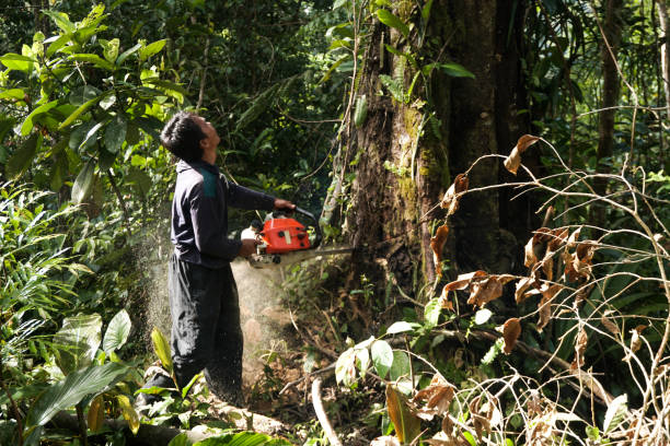 Best Arborist Consultation Services  in Pion Hills, CA