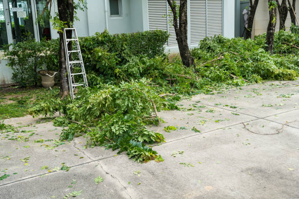 Professional Tree Services in Pion Hills, CA