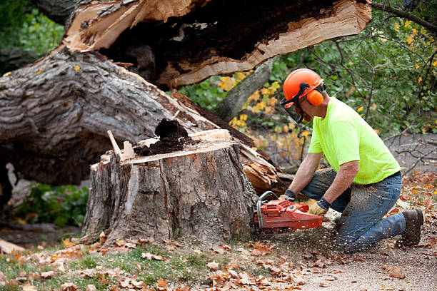 Best Firewood Processing and Delivery  in Pion Hills, CA