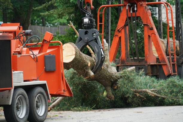 Best Tree Risk Assessment  in Pion Hills, CA