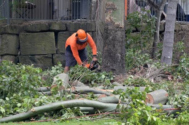 Best Tree Maintenance Programs  in Pion Hills, CA