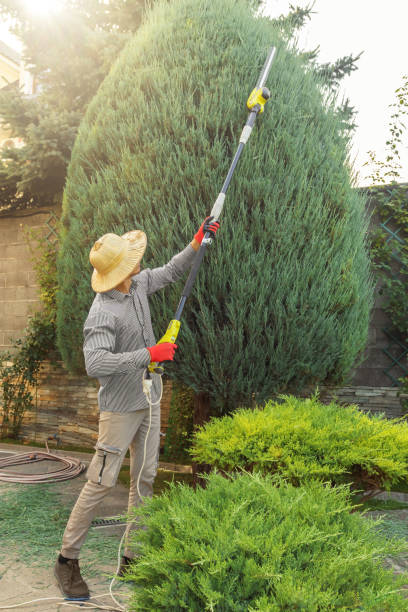 Best Lawn Renovation and Restoration  in Pion Hills, CA