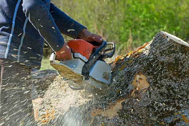 Best Utility Line Clearance  in Pion Hills, CA